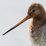 Black-tailed godwits